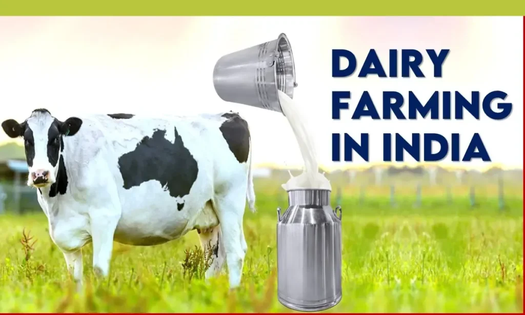 Dairy Farming Business